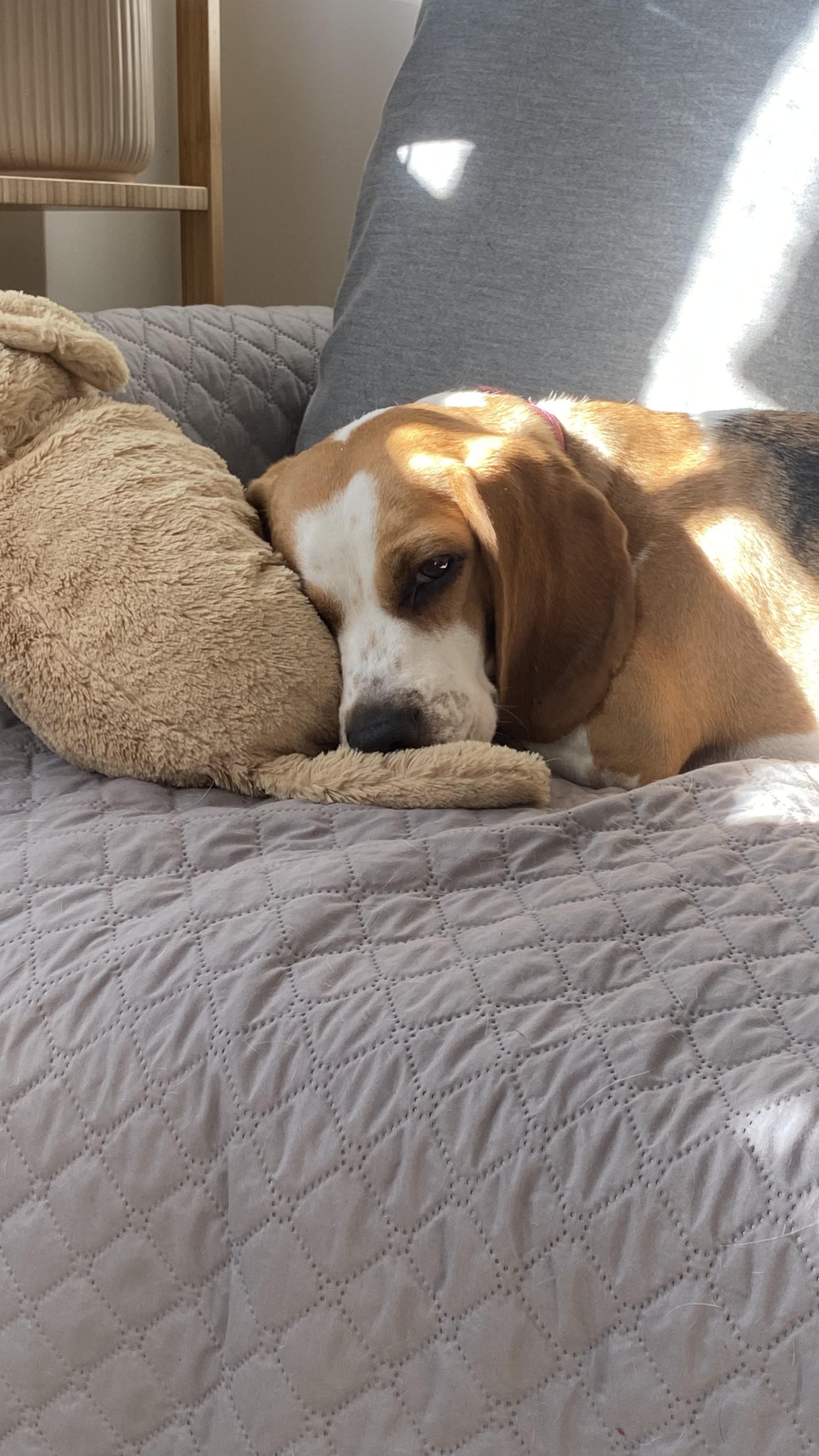 Mandi, la beagle de MandiRadar